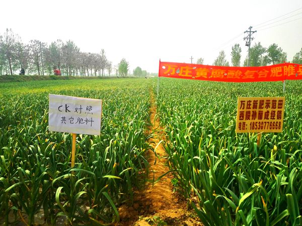 河南省睢縣大蒜示范田與對照田